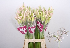 Nerine Sofie 70cm