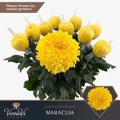 Chrysanth Single Maracuja 70cm 110gr.