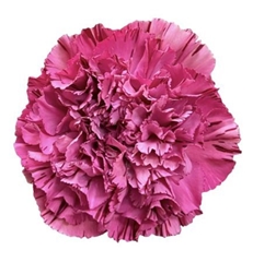 Dianthus Single Viper Wine 70cm