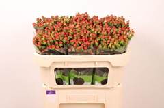 Hypericum Tomato Flair 60cm
