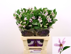 Clematis Amazing Miami 60cm