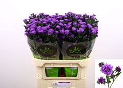 Aster Astee Dark Milka 80cm 30gr.