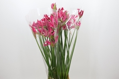 Nerine Pearls Of Cherry 95cm