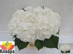 Hydrangea White Verena 60cm 21-23cm Hd
