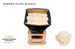 Rosa Playa Blanca 60cm