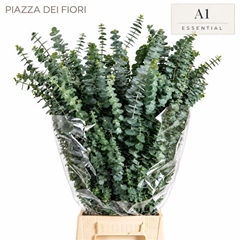 Eucalyptus Baby Blue Per Bunch 70cm 200gr.