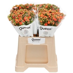 Kalanchoe Brilliant Orange Meadow 40cm