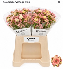 Kalanchoe Shocking Pink Meadow 40cm