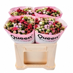 Kalanchoe Adorable Pink Meadow 40cm