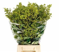 Ligustrum Green Berries 60cm