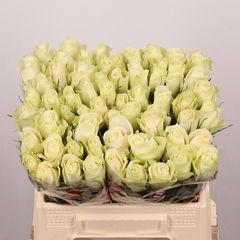 Rosa Athena 40cm