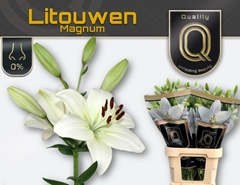 Lily La Litouwen 95cm 5+