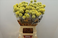 Craspedia Yellow 70cm
