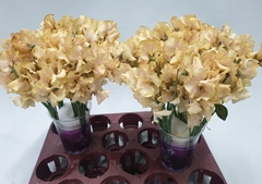 Lathyrus Painted Autumn Magic 35cm