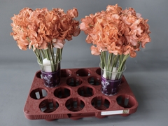 Lathyrus Parfum Painted Chocolate Magic 35cm