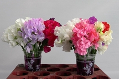 Lathyrus Mix 25cm