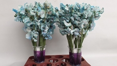 Lathyrus Painted Blue Magic 35cm