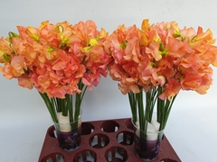 Lathyrus Painted Mango Magic 35cm