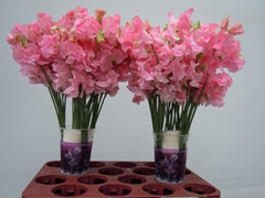 Lathyrus Winter Sunshine Pink 35cm