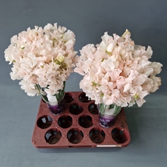 Lathyrus Parfum Painted Light Pink Magic 35cm