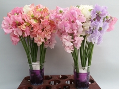 Lathyrus Mix 35cm