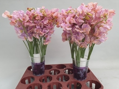 Lathyrus Parfum Painted 40cm