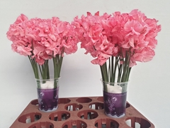 Lathyrus Parfum Painted Red Magic 35cm