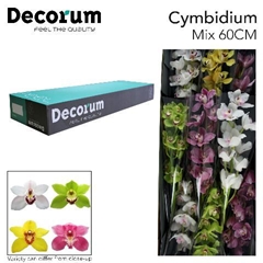 Cymbidium Mix 60cm
