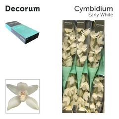 Cymbidium Early White 60cm