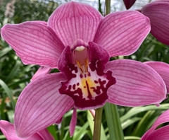 Cymbidium Cynthia 60cm