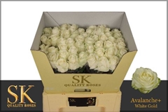Rosa Avalanche+ 55cm