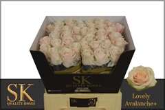 Rosa Lovely Avalanche+ 60cm
