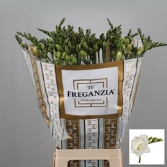 Freesia Double Belleville 65cm 30gr.