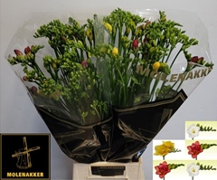 Freesia Double Mix 70cm 35gr.