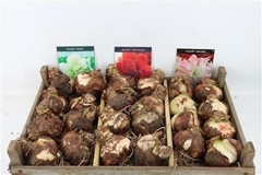 Hippeastrum Mix 15cm