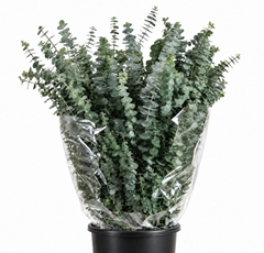 Eucalyptus Baby Blue Per Bunch 70cm 300gr.