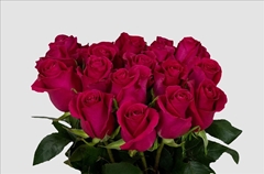 Rosa Gotcha 40cm