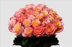 Rosa Free Spirit 40cm