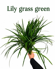 Lily Grass Per Bunch 65cm