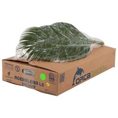 Phoenix Roebeleni Per Bunch 60cm