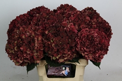 Hydrangea Rubyred Classic 65cm 15-17cm Hd