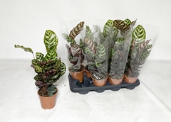 Calathea Makoyana 14Ø 50cm