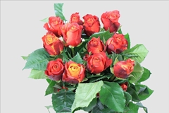 Rosa Atomic 60cm