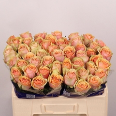 Rosa Dividend 50cm