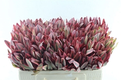 Leucadendron Jester 50cm