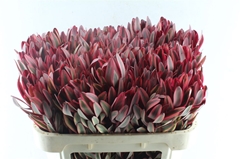 Leucadendron Jester 70cm