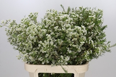 Chamelaucium Grace 80cm 55gr.