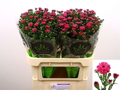 Aster Flash 80cm 30gr.