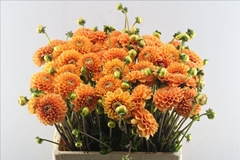 Dahlia Sylvia 60cm