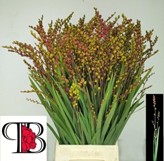 Crocosmia With Berry 65cm